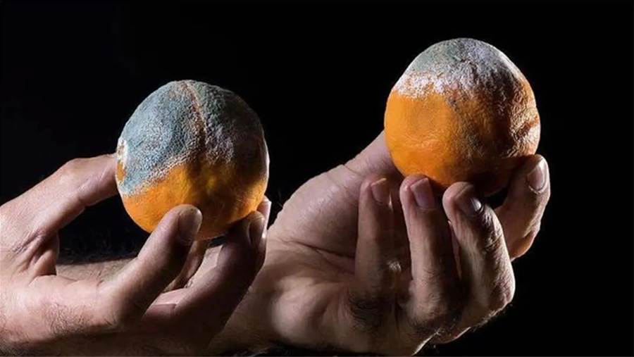 爛了的橘子千萬別扔，留在家裡特別值錢，要是早點知道就好了，學到就是賺到