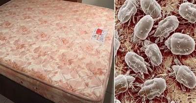 枕頭床墊睡久了蟎蟲成窩！教你一個土方法，不用洗不用曬，3分鐘輕鬆去除蟎蟲