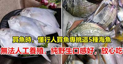 買魚時，內行人專買這5種純海魚，難以人工養殖，看完真漲知識