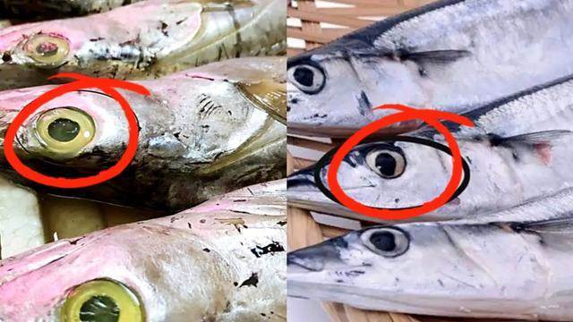 買帶魚：黑眼睛和黃眼睛區別太大了，老漁民教我2招，帶魚新鮮味道正