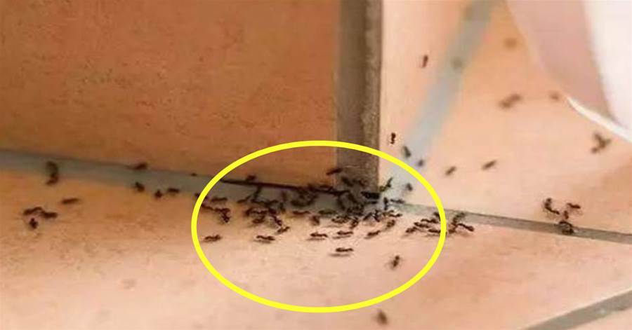 家裡有螞蟻別用開水燙，分享幾個簡單妙招，螞蟻隔天就搬家，安全又環保，抓緊試試