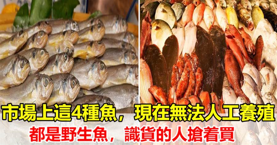 買魚時，懂行人買魚專挑這4種海魚，無法人工養殖，純野生口感好，放心吃