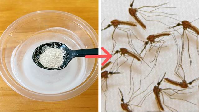 白糖加上它，蚊子來多少滅多少，家中蚊子全部消失了，安全又有效