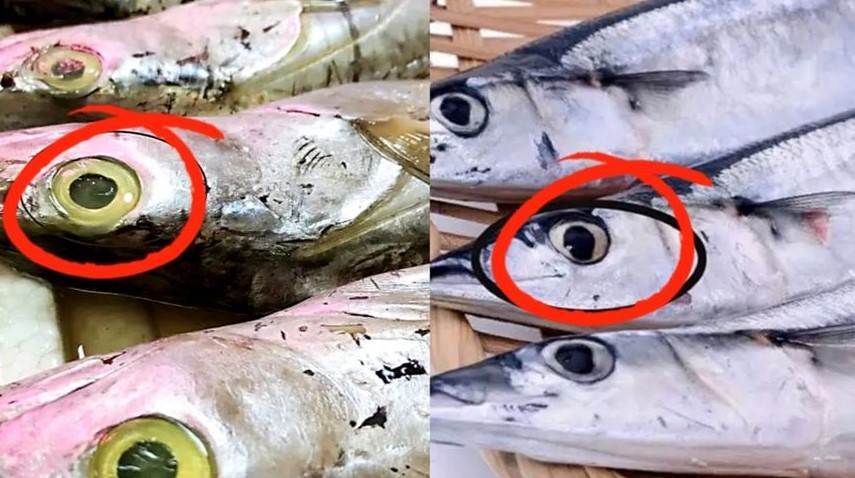 買帶魚，黑眼睛跟黃眼睛區別大，牢記4買4不買，帶魚鮮嫩味道正