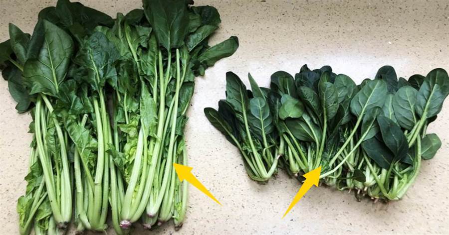 買菠菜時，要分清「長菠菜」和「短菠菜」，兩者區別很大，買錯澀口又難吃