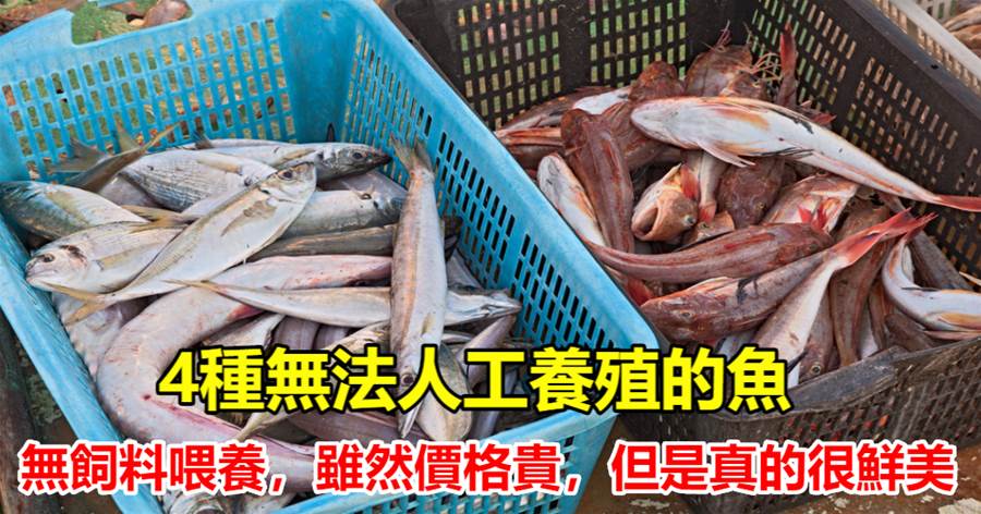 買魚時，會吃的人專買這「4種海魚」，無法人工養殖，純野生口感好，放心吃