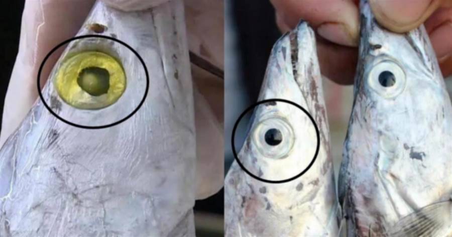 買帶魚，記得分清「黑眼睛」和「黃眼睛」，區別挺大，弄懂再花錢不吃虧！