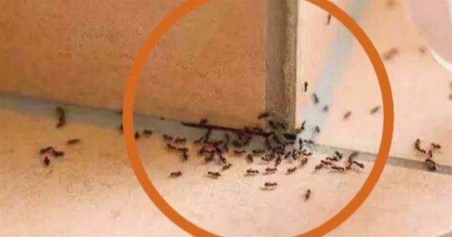別用開水燙螞蟻，撒一把在角落里，螞蟻來一只滅一只，回家試一試