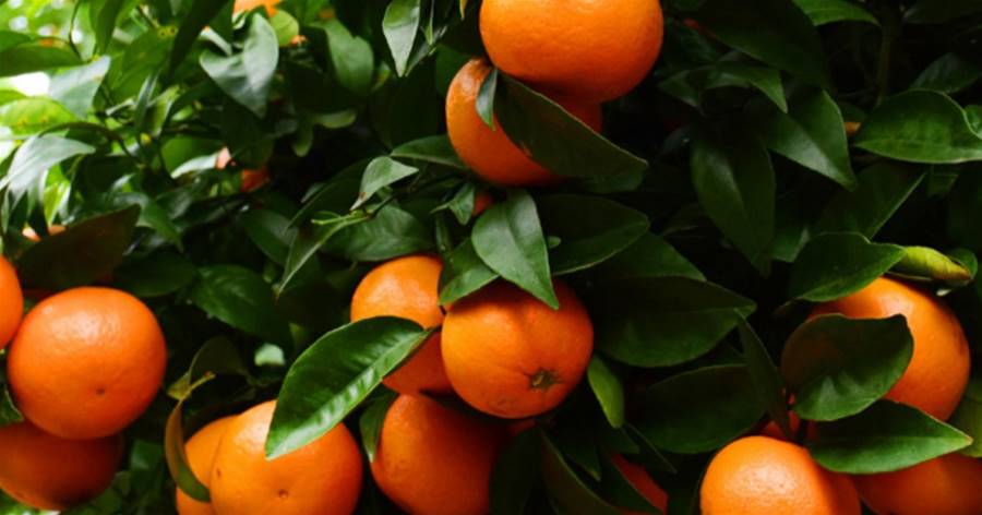 今天終于明白，為何砂糖橘都是帶葉賣，原來有「貓膩」，你知道嗎