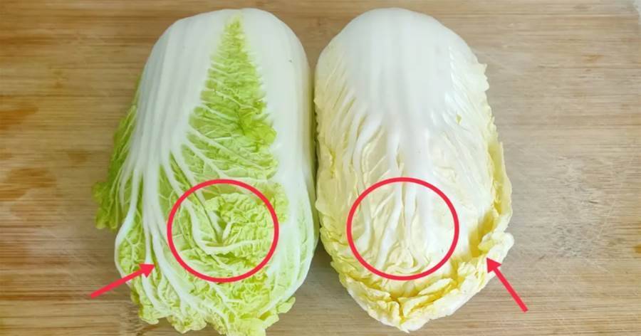 「黃葉」白菜和「綠葉」白菜區別有多大？菜販子無意說漏嘴，漲知識了
