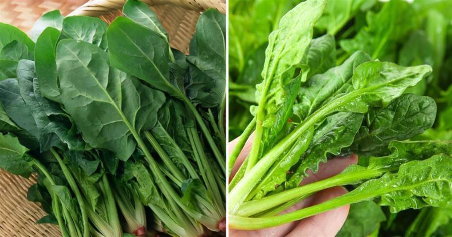 買菠菜，要分清「圓葉」和「尖葉」，很多人都不懂，難怪發澀不好吃