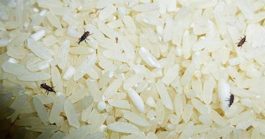 家裡大米總生蟲？教你一招，大米放多久都不生蟲，簡單又省事
