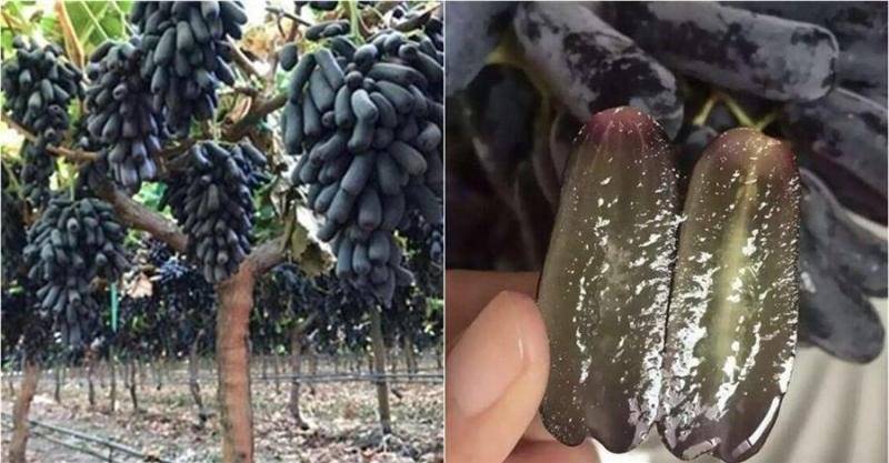 最值得種的葡萄：營養是普通葡萄10倍，果子掛樹上2月不落不爛，家裡種2棵，來年能收100斤