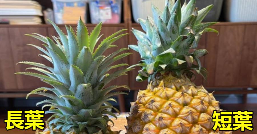 買菠蘿，記得分清「長葉」和「短葉」，區別不大，口感還差